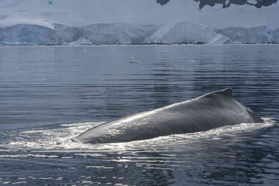 Ballena Minke - Antártida 12.jpg